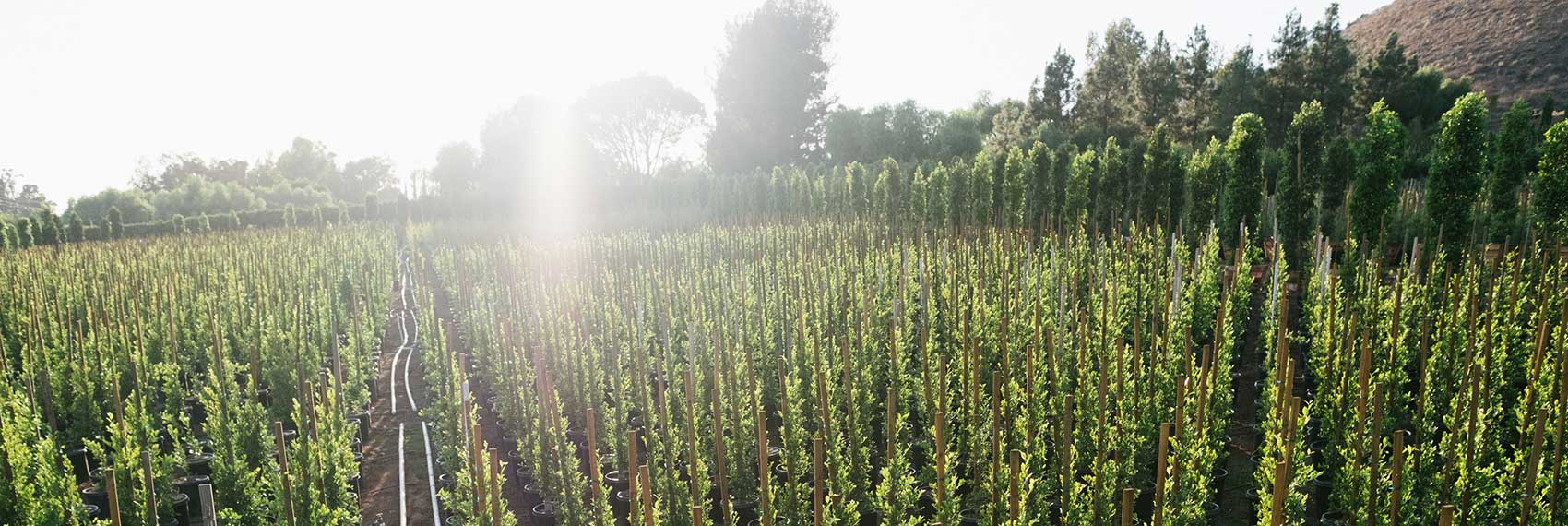 Mountain Crest Nursery Wholesale Growers